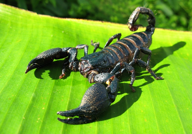 Asian Forest Scorpions Heterometrus Cyaneus Bali Wildlife