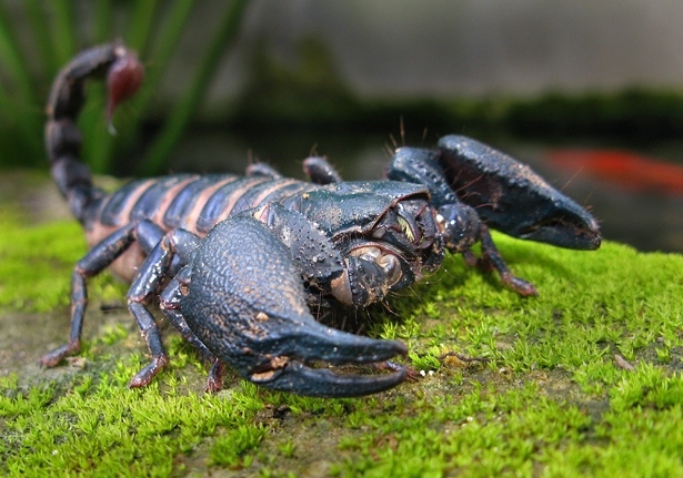 Asian Forest Scorpions Heterometrus Cyaneus Bali Wildlife