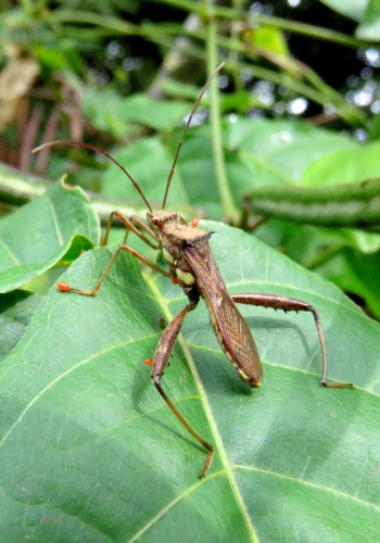 Broad Headed Bugs Riptortus Linearis Bali Wildlife