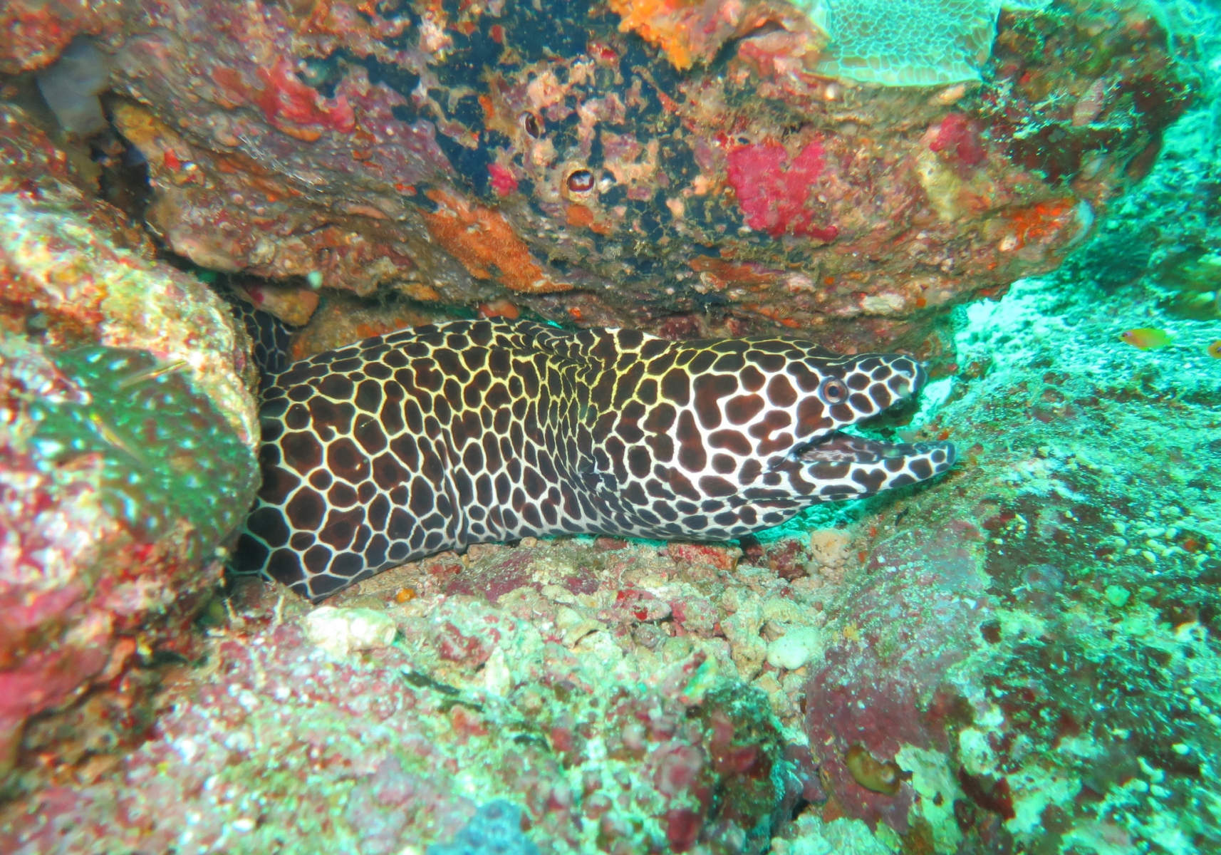 Laced Moray Gymnothorax Favagineus Bali Wildlife