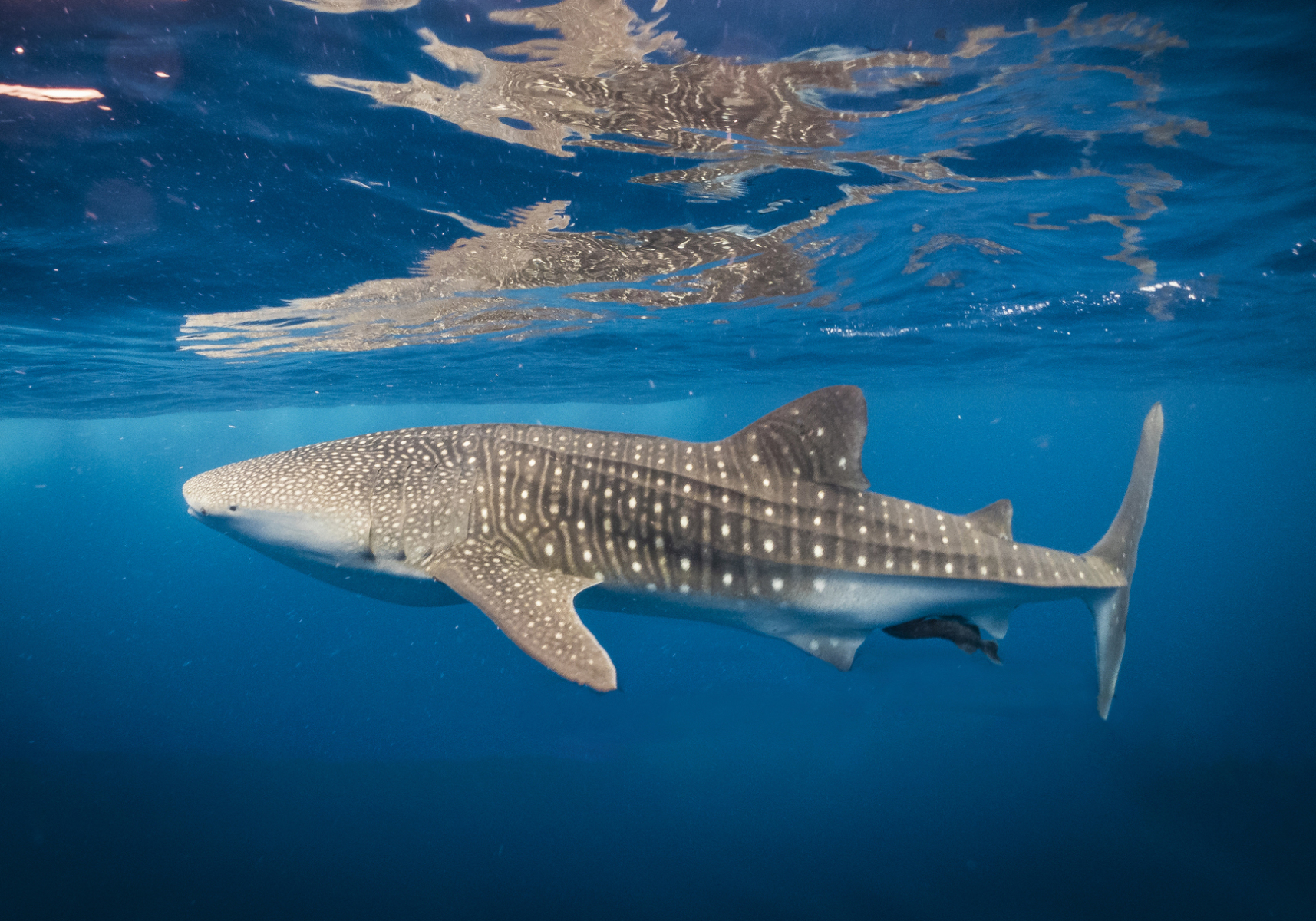 Hiu Paus Rhincodon Typus Bali Wildlife