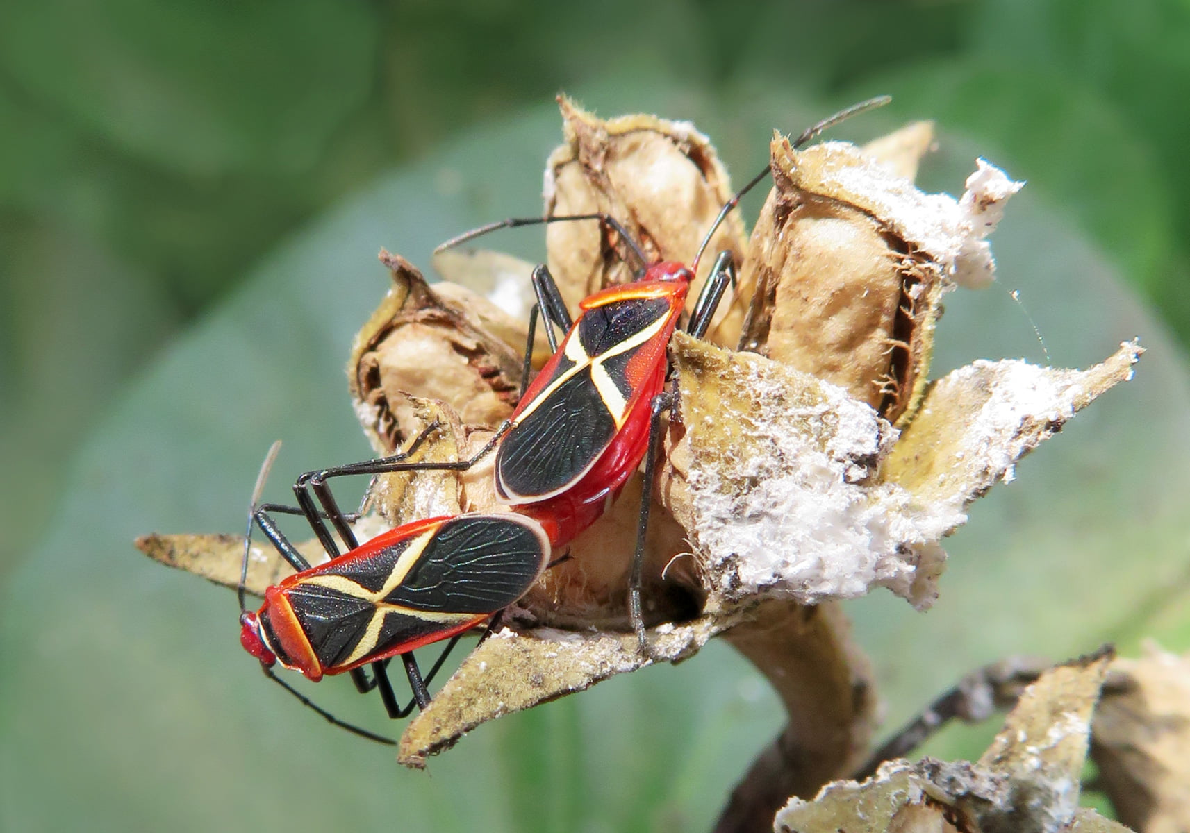 Cotton stainer bugs (Dysdercus decussatus) Bali Wildlife