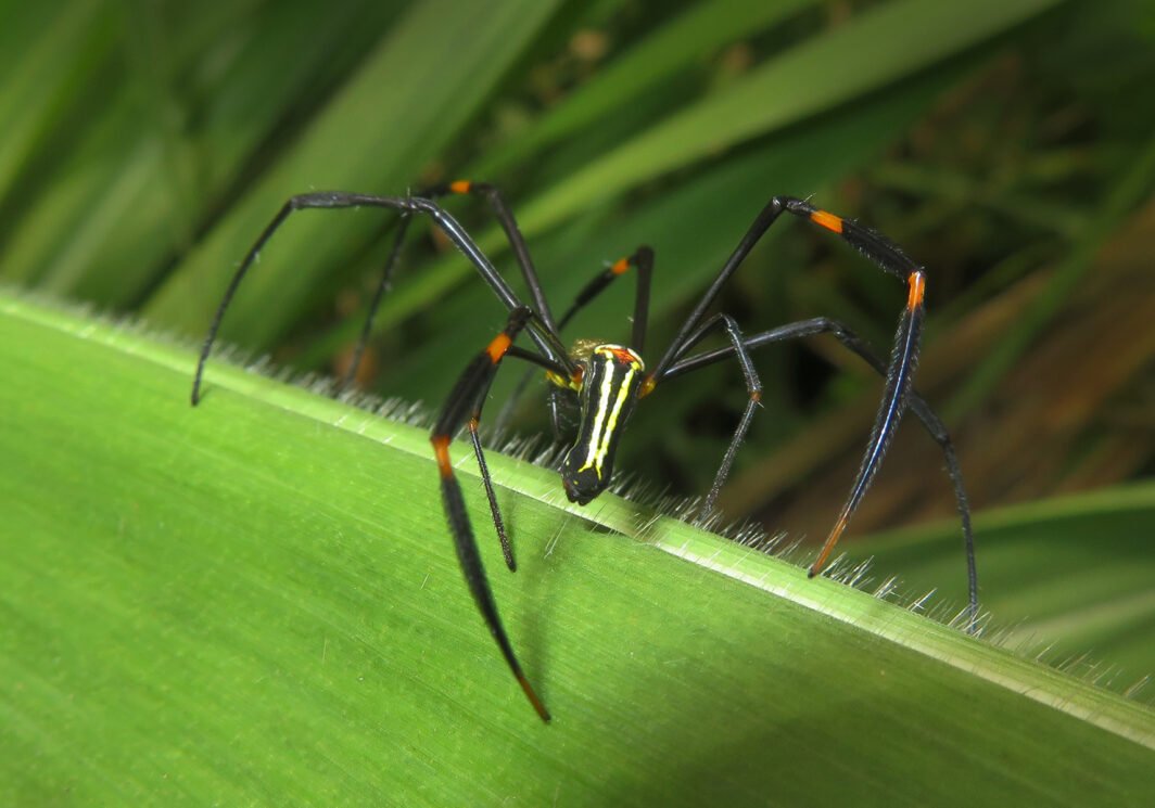 Giant Golden Orbweaver Nephila Pilipes Bali Wildlife