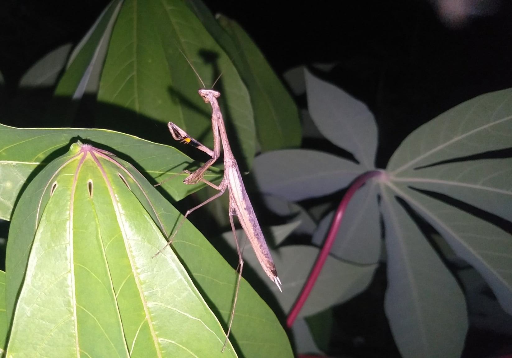 Asian Jumping Mantis (Statilia maculata) Bali Wildlife