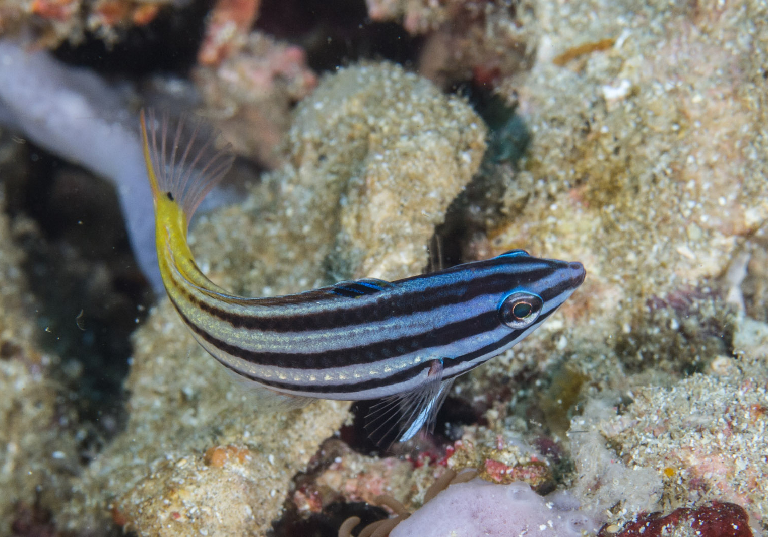 Twotone Wrasse (Halichoeres prosopeion) Bali Wildlife