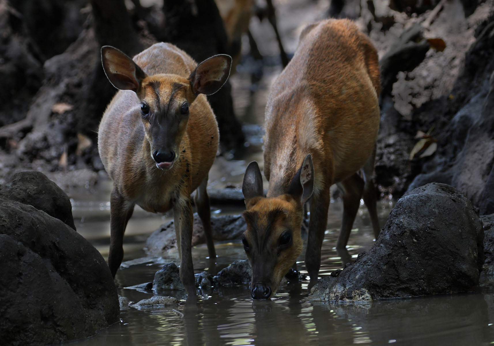 West Bali National Park Bali Wildlife