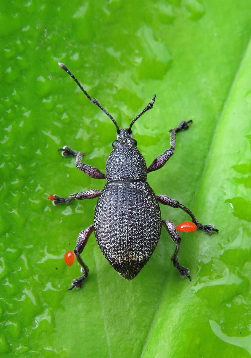 Broad-nosed Weevils (Order Coleoptera) - Bali Wildlife