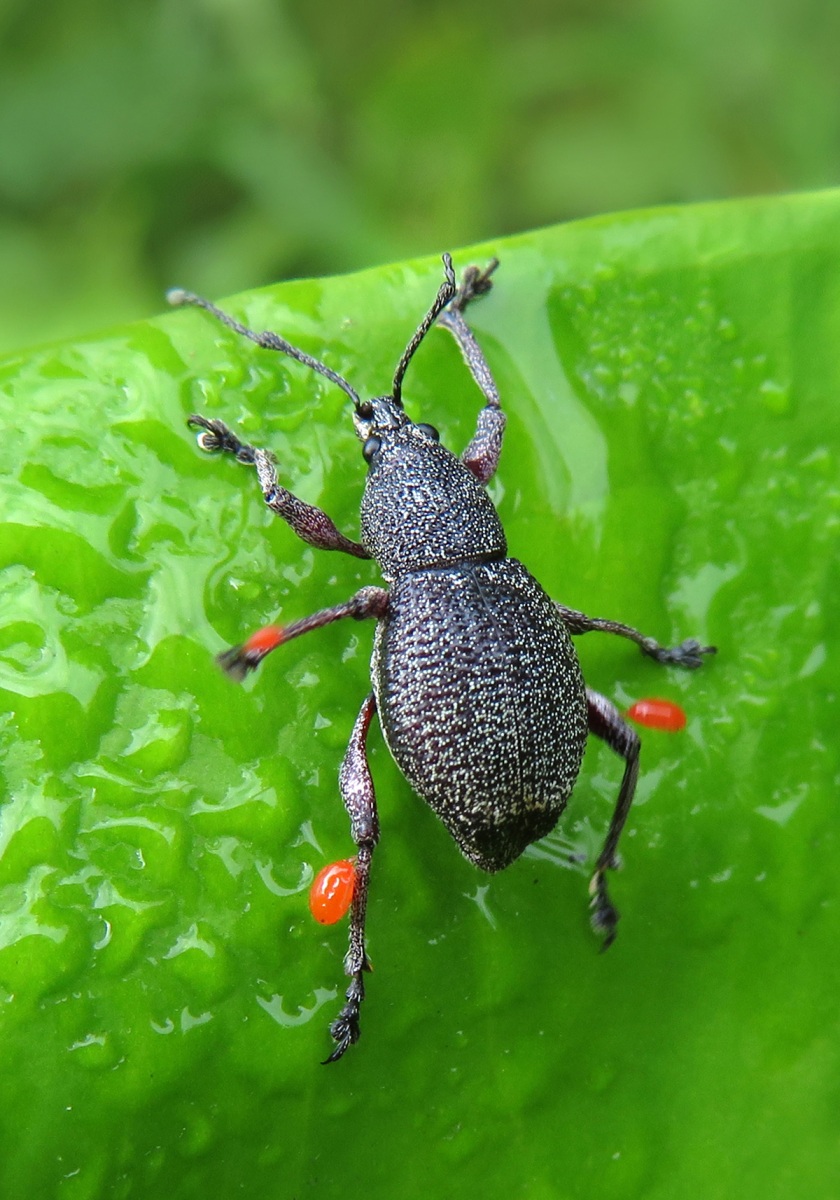 Broad-nosed Weevils (Order Coleoptera) - Bali Wildlife