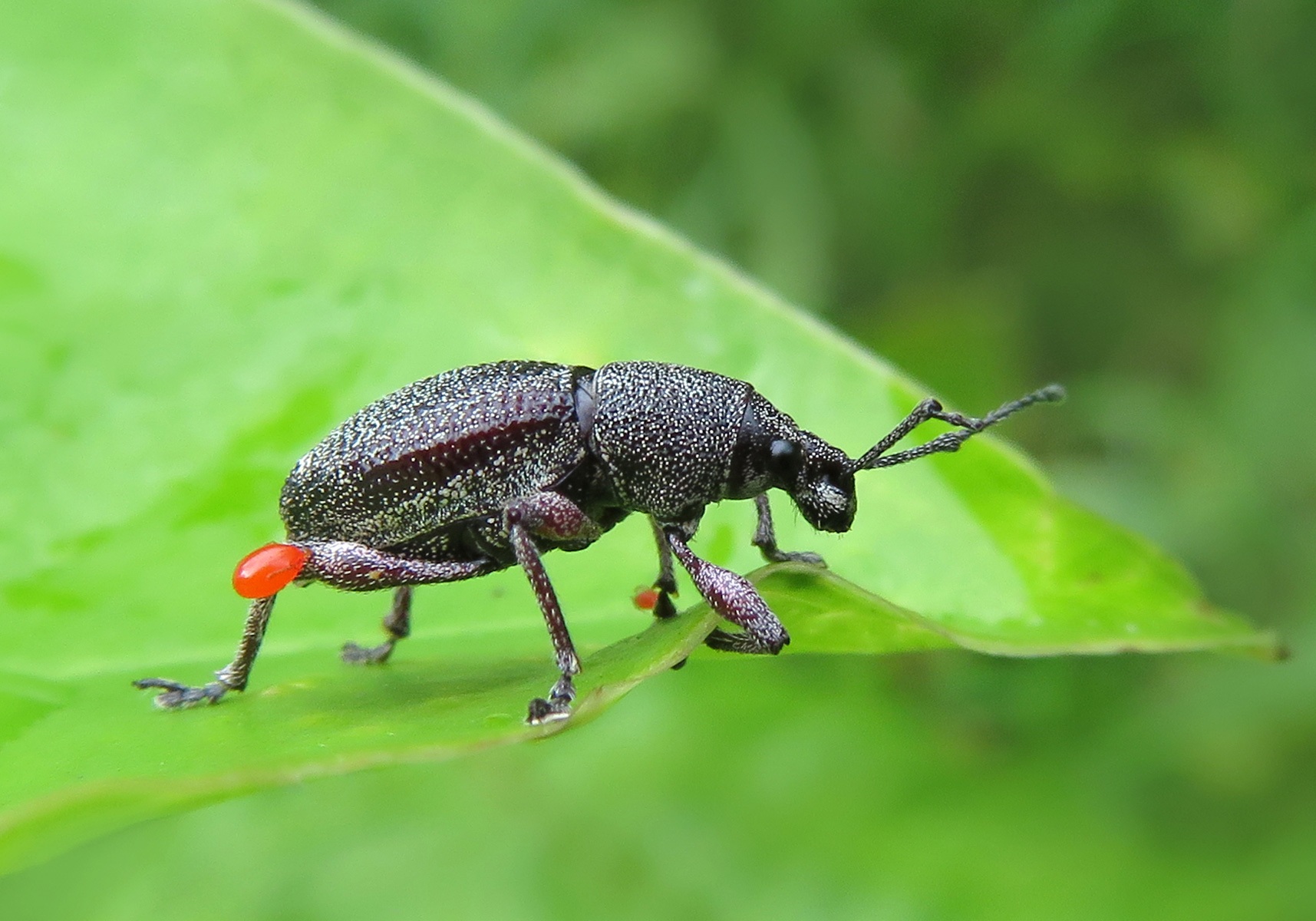 Broad-nosed Weevils (Order Coleoptera) - Bali Wildlife
