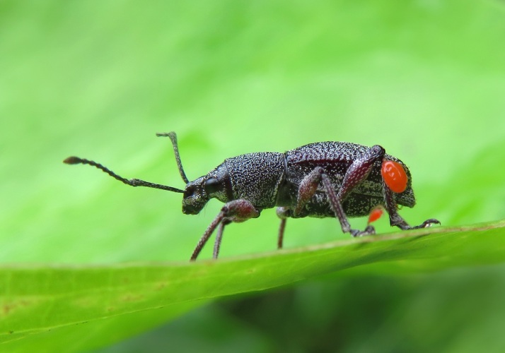 Broad-nosed Weevils (Order Coleoptera) - Bali Wildlife