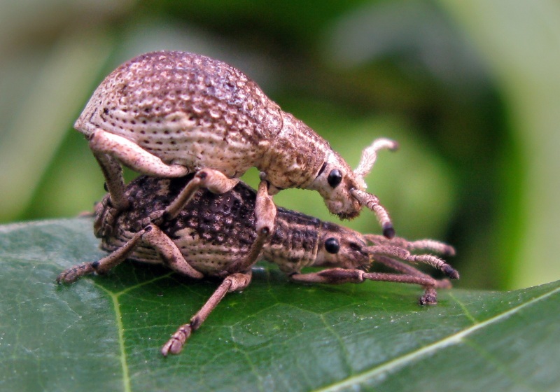 Broad-nosed Weevils (Family Curculionidae)