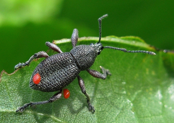 Broad-nosed Weevils (Family Curculionidae)