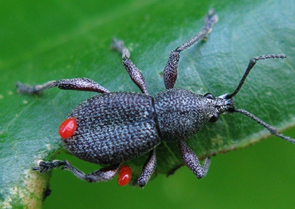 Broad-nosed Weevils (Family Curculionidae)