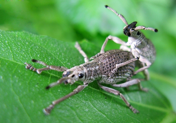 Broad-nosed Weevils (Family Curculionidae)