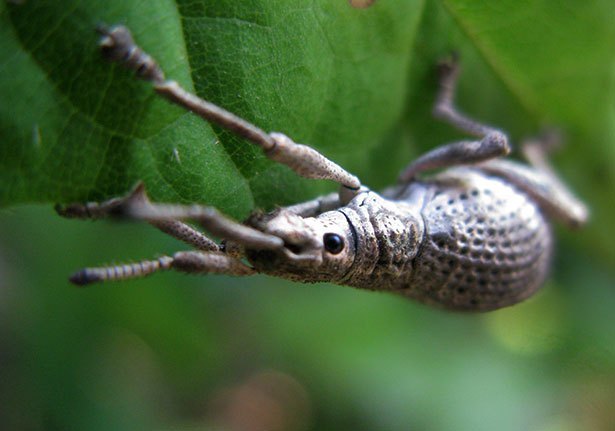 Broad-nosed Weevils (Family Curculionidae)