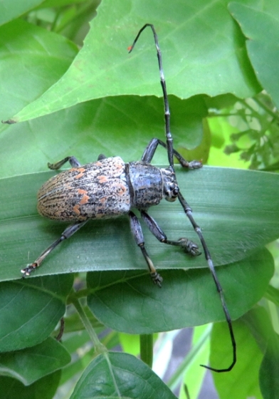 Longhorn Beetles (Family Cerambycidae)