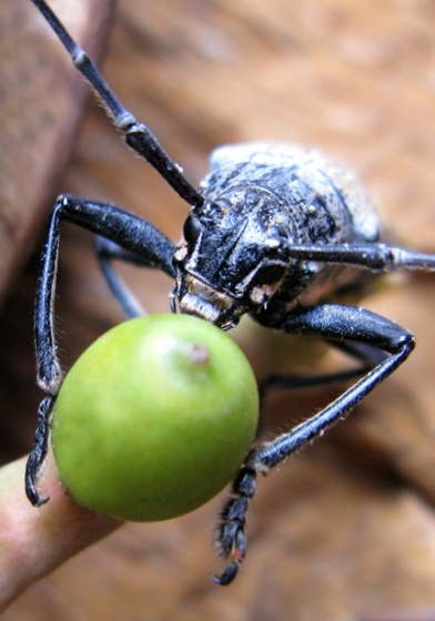 Longhorn Beetles (Family Cerambycidae)