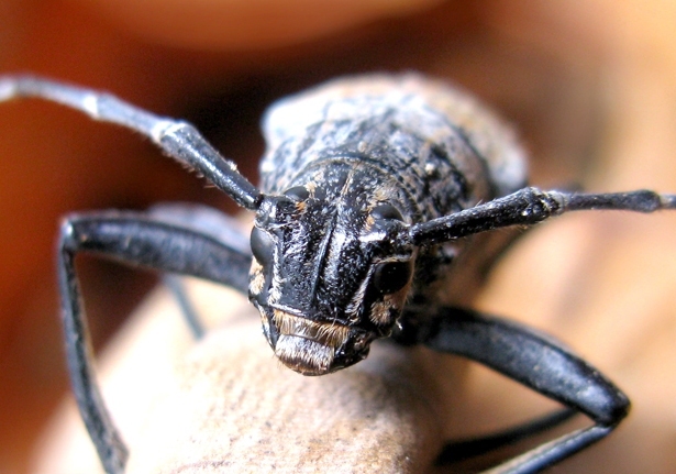 Longhorn Beetles (Family Cerambycidae)