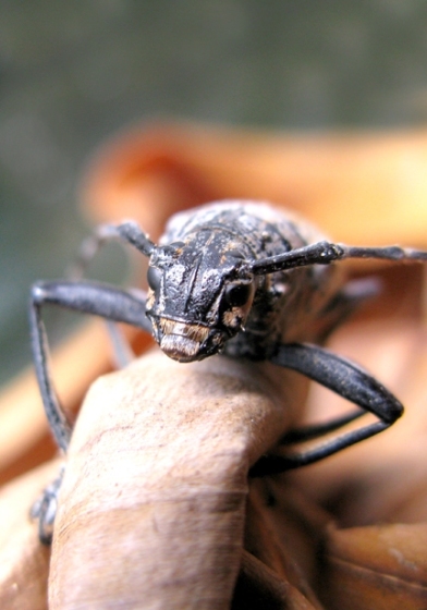 Longhorn Beetles (Family Cerambycidae)