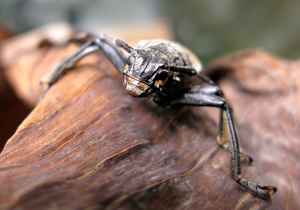 Longhorn Beetles (Family Cerambycidae)