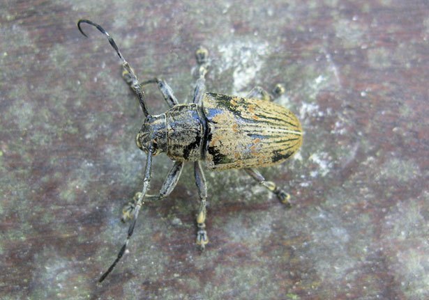 Longhorn Beetles (Family Cerambycidae)