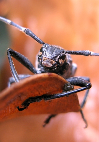 Longhorn Beetles (Family Cerambycidae)