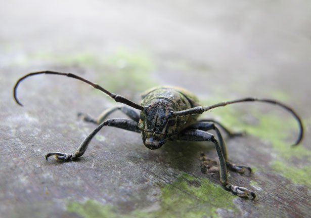 Longhorn Beetles (Family Cerambycidae)