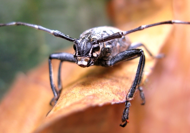 Longhorn Beetles (Family Cerambycidae)