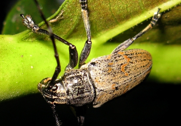 Longhorn Beetles (Family Cerambycidae)