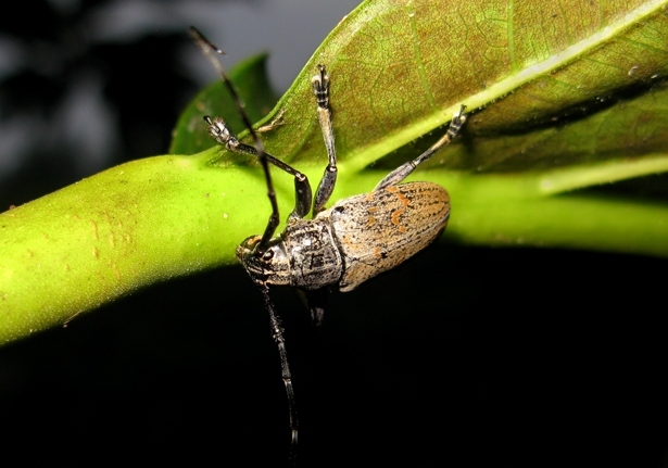 Longhorn Beetles (Family Cerambycidae)