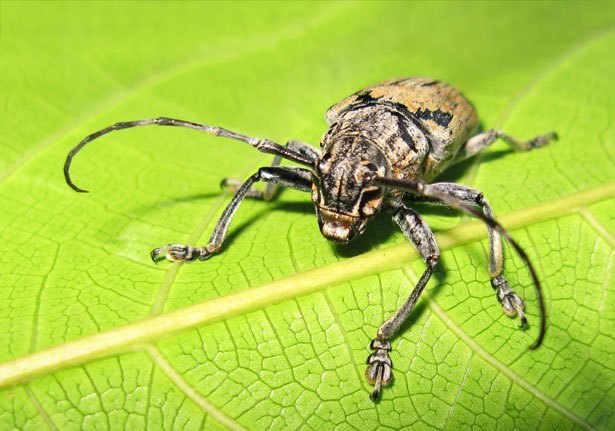 Longhorn Beetles (Family Cerambycidae)