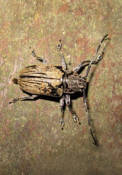 Longhorn Beetles (Family Cerambycidae)