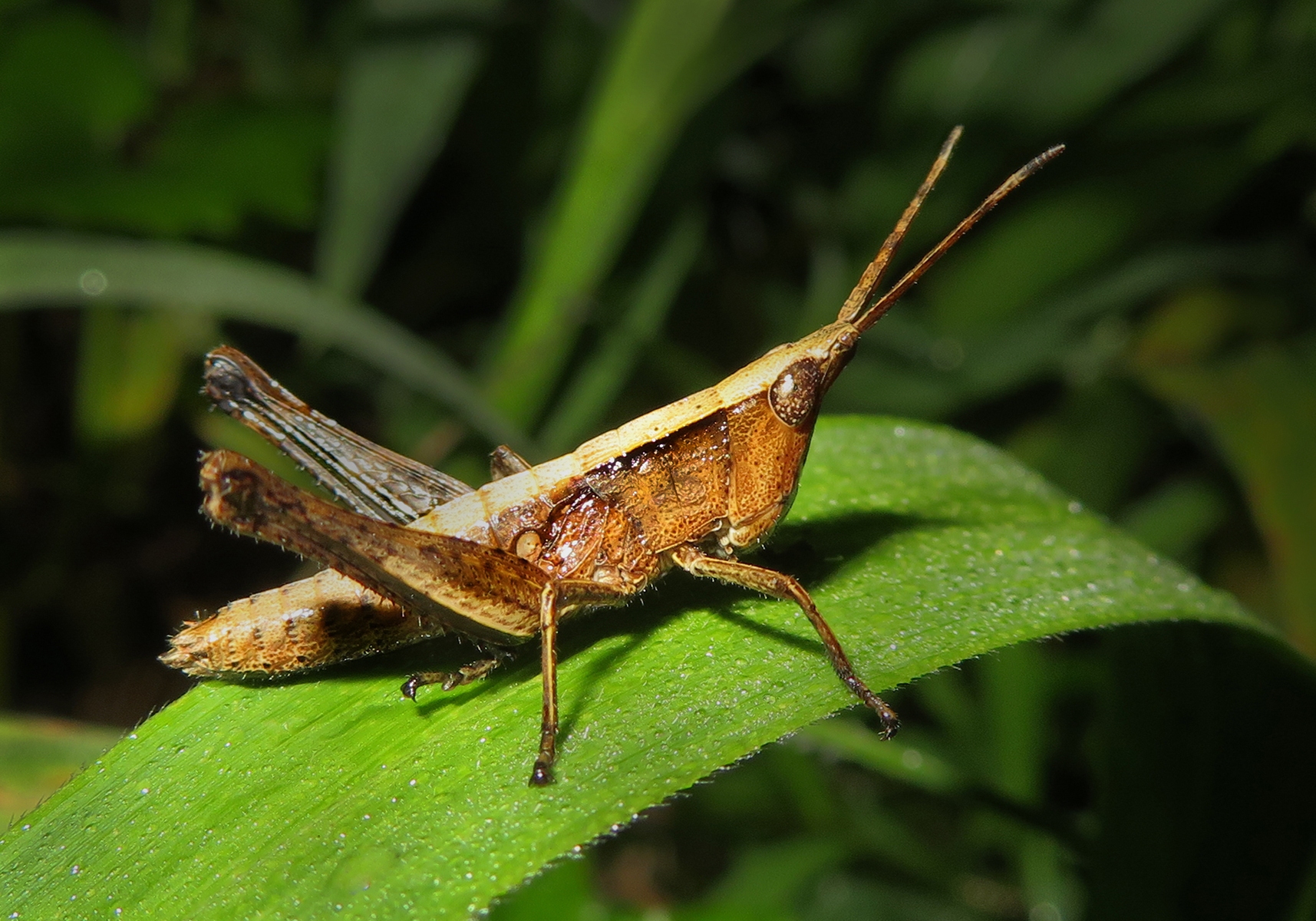 Acrididae Family