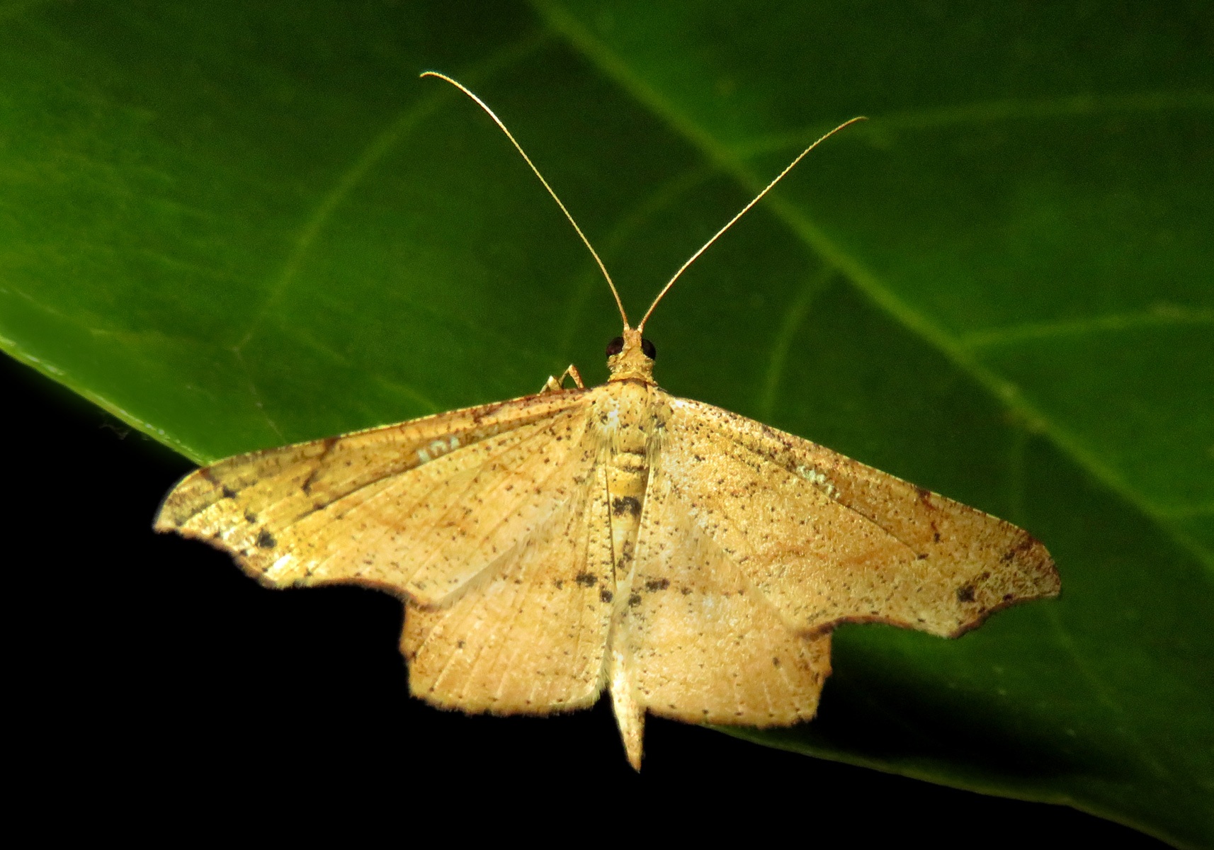 Geometer Moth (Family Geometridae) - Bali Wildlife