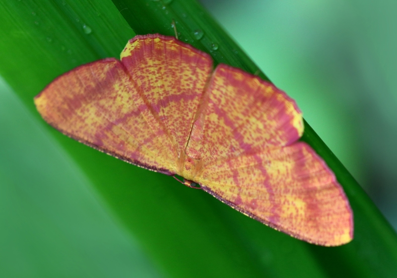 Geometer Moths (Family Geometridae) - Bali Wildlife