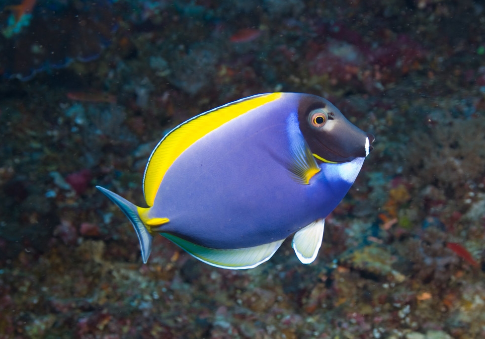 Powder Blue Tang (Acanthurus leucosternon) Bali Wildlife
