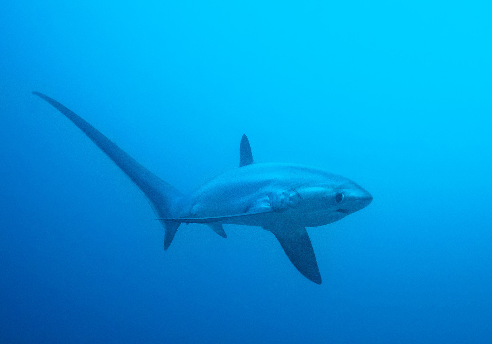 Pelagic Thresher Shark (Alopias pelagicus) - Bali Wildlife