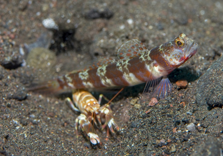 Broad-banded Shrimpgoby (Amblyeleotris periophthalmus) - Bali Wildlife