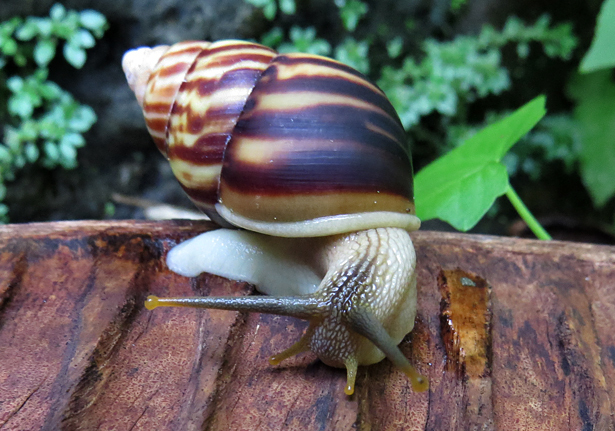 Camaenid Land Snails (Amphidromus perversus) - Bali Wildlife