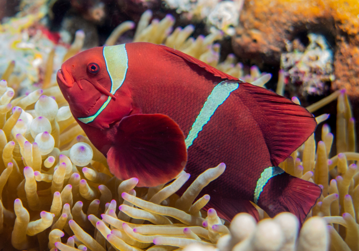 Spine-cheek Clownfish (Amphiprion biaculeatus) - Bali Wildlife