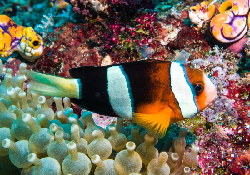 Clark's Anemonefish (Amphiprion Clarkii) - Bali Wildlife