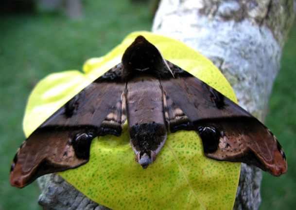 Mango Hawkmoth (Amplypterus panopus) - Bali Wildlife