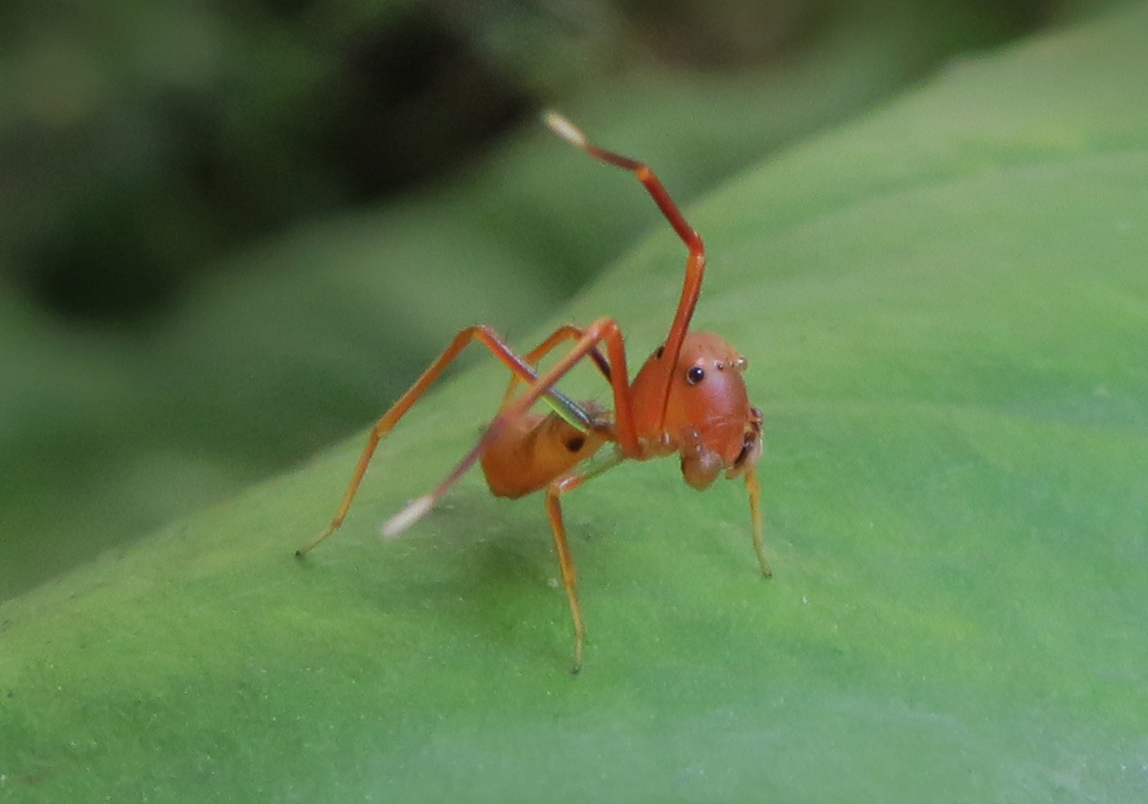 Ant-Like Crab Spider (Amyciaea forticeps) - Bali Wildlife