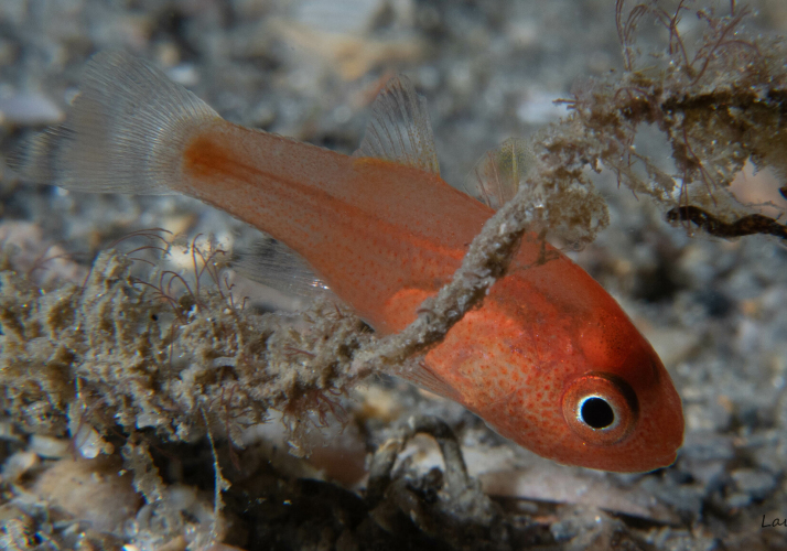 Cvardinalfish Sawcheek Cardinalfish (Apogon quadrisquamatus) - Bali Wildlife