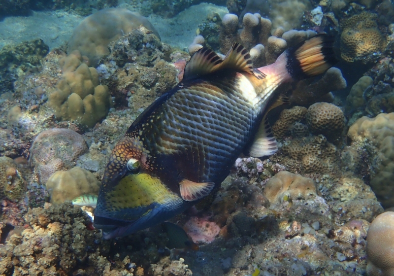 Titan Triggerfish (Balistoides viridescens) - Bali Wildlife