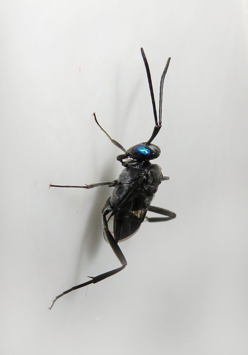 Blueeyed Ensign Wasp (Evania appendigaster) Bali Wildlife