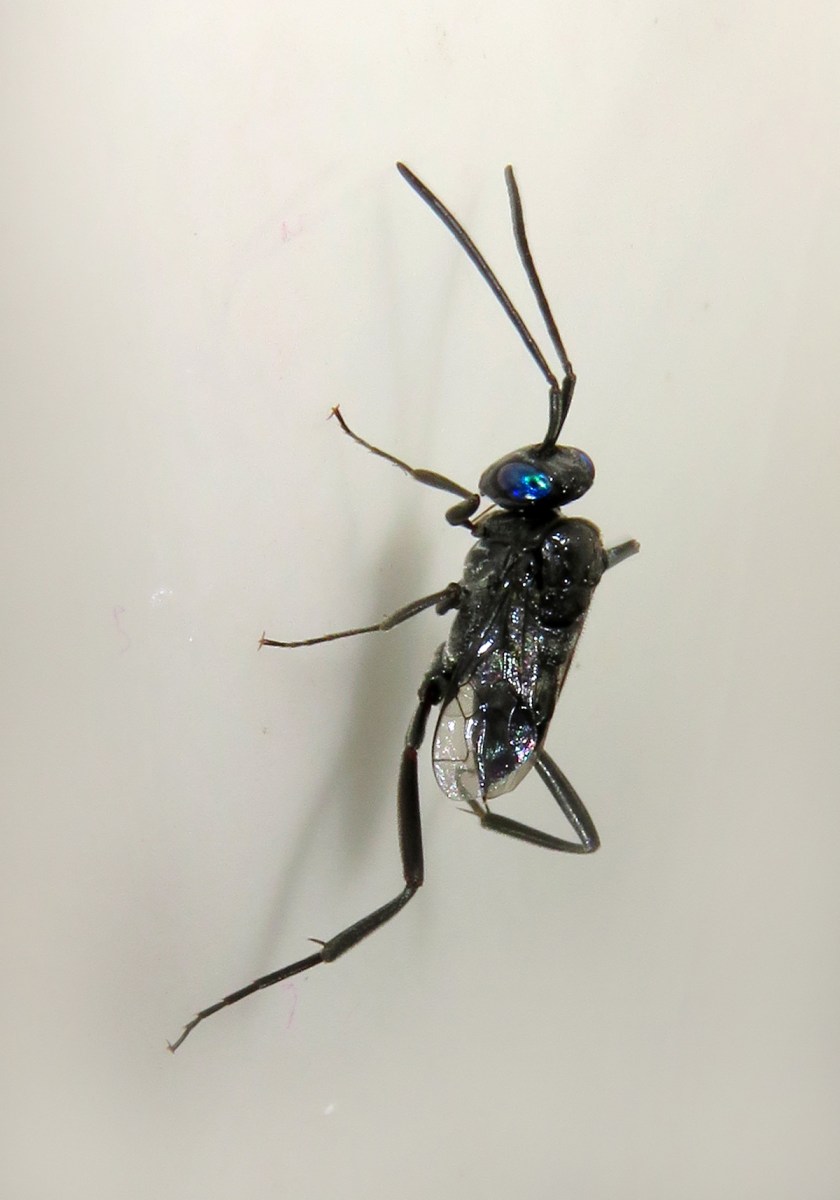 Blueeyed Ensign Wasp (Evania appendigaster) Bali Wildlife