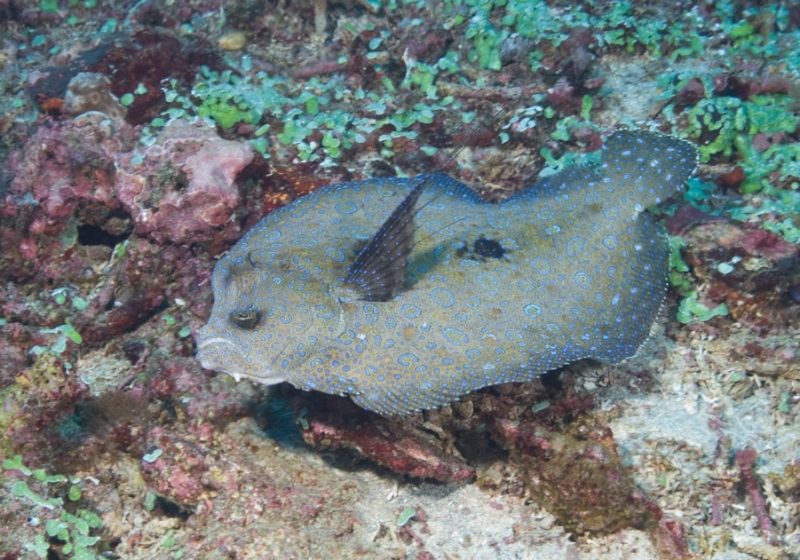 Pacific-Peacock-Flounder-Bothus-mancus-photo-by-Mark-Rosenstein-Source-iNaturalist