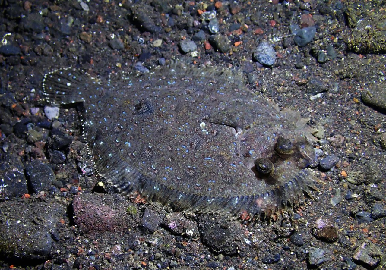 Panther Flounder (Bothus pantherinus) Bali Wildlife
