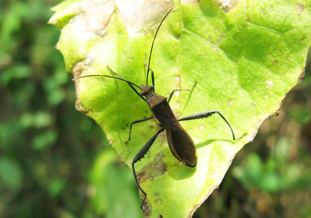 Broad-headed Bugs (Riptortus linearis) - Bali Wildlife